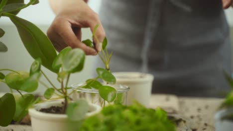 female gardener examining fresh sprouts