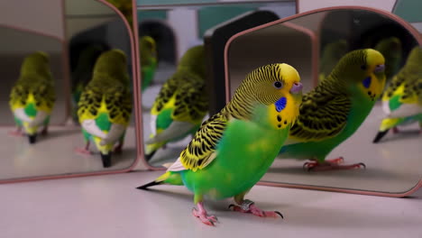 a green and yellow budgie looking at its reflections in multiple mirrors