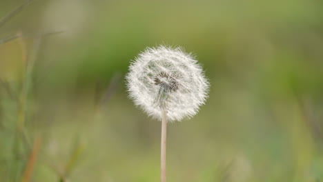 flor de diente de león común blanca en otoño contra el fondo de naturaleza borrosa