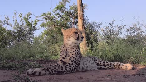 endangered hunter predator cheetah scans african savanna for wildlife medium shot