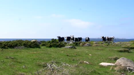 group of farm cows looking curious and eating grass near coastal area of halland in sweden on a summers day