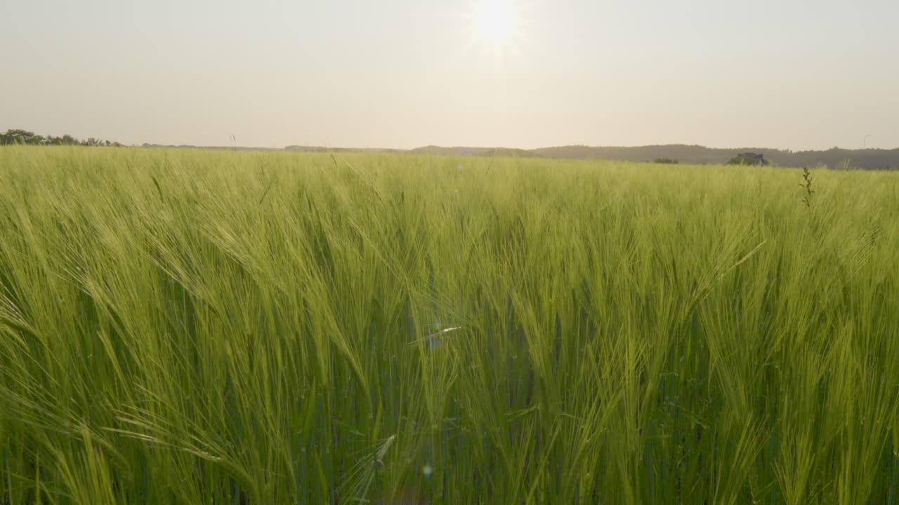 풍부 한 초록색 보리 가 바람 에 부드럽게 움직이는 꿈 같은 풍경