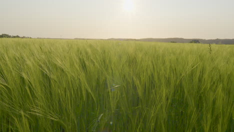 Vista-De-Ensueño-De-Cebada-Verde-Exuberante-Moviéndose-Suavemente-En-El-Viento