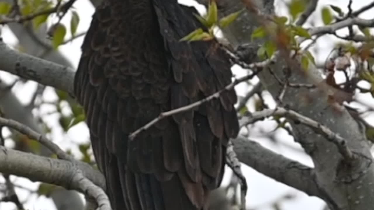 imágenes de primer plano que destacan a los buitres de pavo posados en un árbol en kamloops, bc.