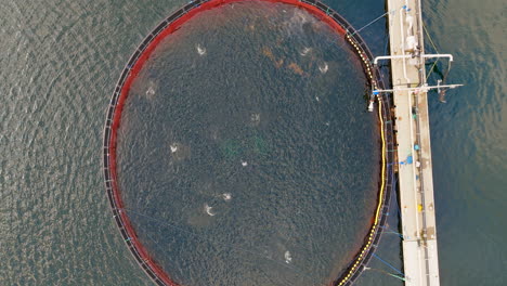 salmón atlántico saltando en una jaula de peces marinos redondos, acuicultura comercial