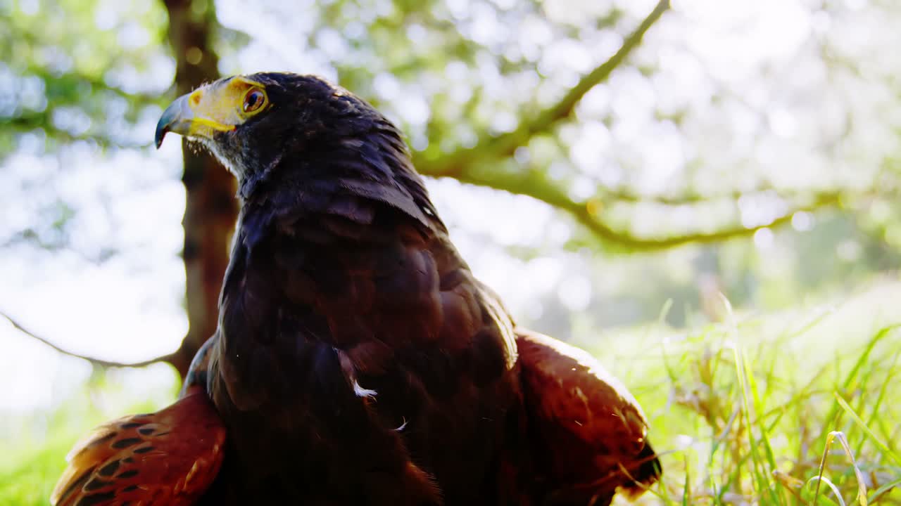 초원에서 서 있는 독수리 독수리