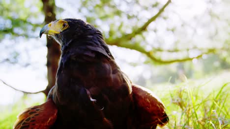 águila halcón posada en una pradera