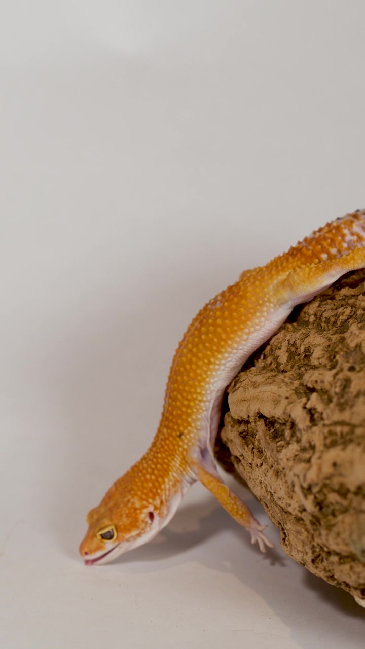 Una vista macro laterale cattura un geco leopardo arancione che striscia giù da un tronco di sughero testurizzato.