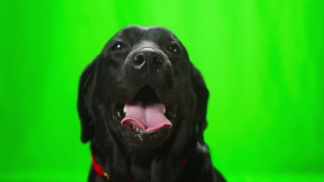 muzzle of black labrador on green background, close-up of dark retriever dog with open mouth looking in camera. shooting domestic pet in studio