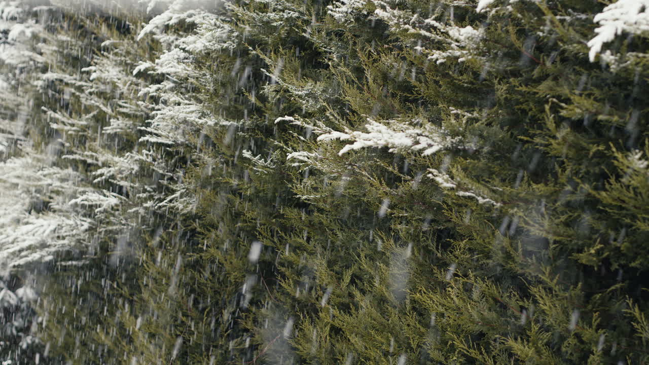 нежный снег падает в медленном движении.