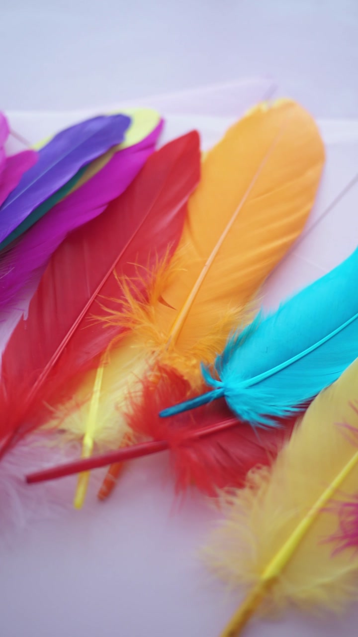 Vibrant Rainbow Feathers Panning in a Close-Up Shot