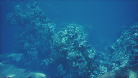 vista bajo el agua de un arrecife de coral