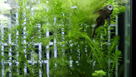 slowmotion wide static shot of an algae eater