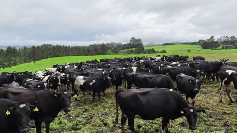 shot of herd of black cows grazing in open field on a cloudy day.