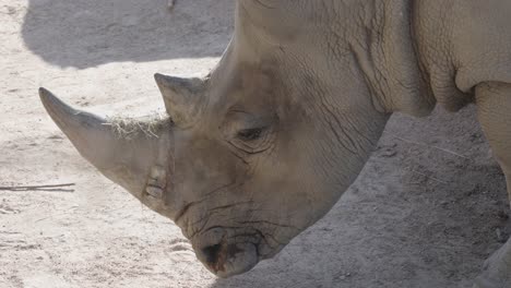 Statische-Nahaufnahme-Eines-Nashorns-In-Freier-Wildbahn