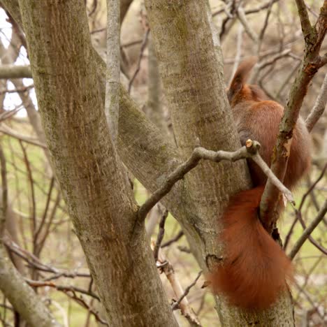 red squirrel standing on the branch