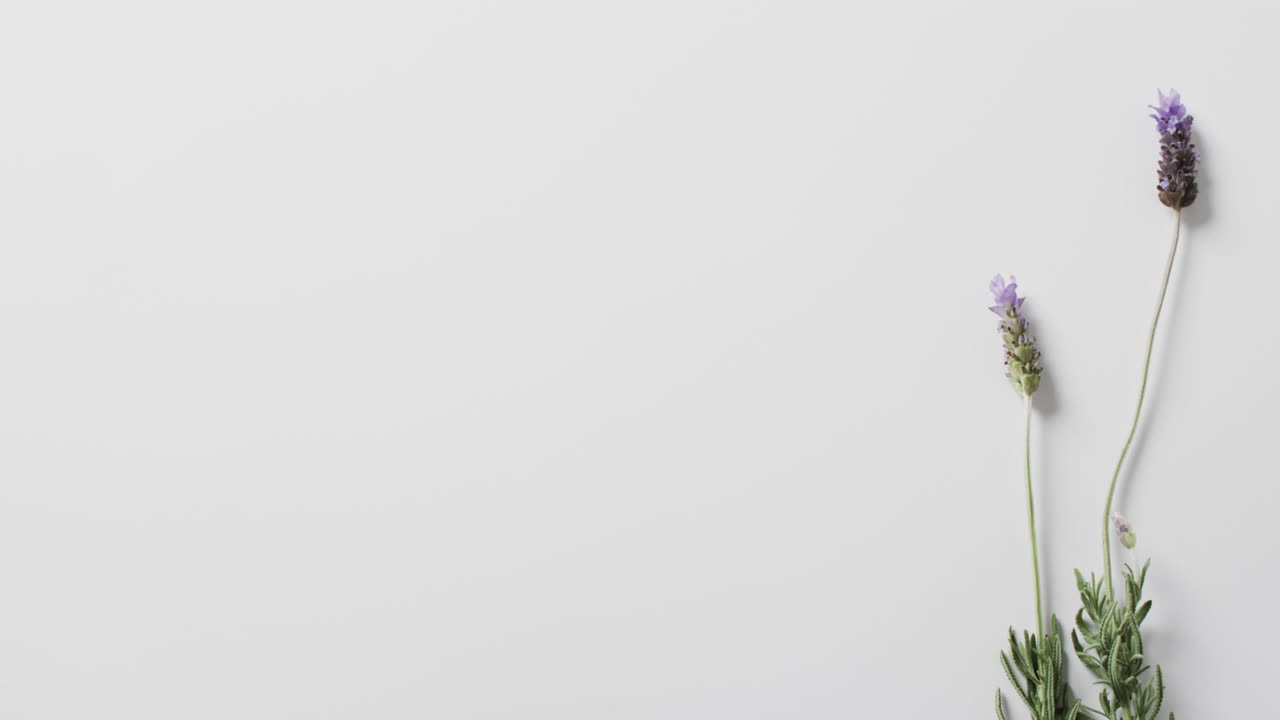 Video di fiori e foglie di lavanda con spazio per il testo su sfondo bianco