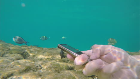 The-Smartphone-Is-Drowning-In-The-Sea-Water-Around-The-Swimming-Fish-Freedom-From-Tecnología