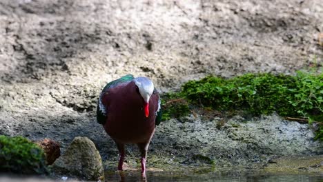 Gewöhnliche-Smaragdtaube,-Die-Sich-An-Einem-Heißen-Tag-Nach-Einem-Bad-Im-Wald-Pflegt,-Chalcophaps-Indica,-In-Zeitlupe