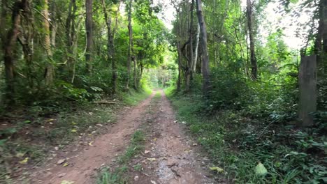 progresión a lo largo de un sendero forestal tranquilo