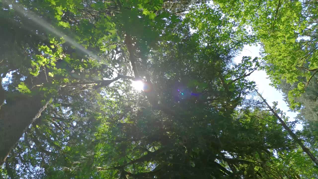 la luz del sol penetrando a través de las hojas en un prístino bosque tropical templado