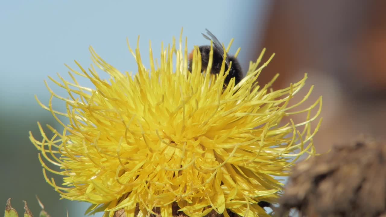 un primer plano macro de un abejorro en una flor amarilla en busca de comida