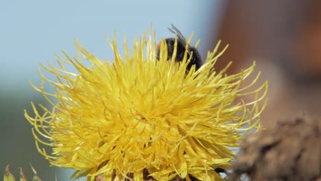 Eine-Makro-Nahaufnahme-Einer-Hummel-Auf-Einer-Gelben-Blume,-Die-Nach-Nahrung-Sucht