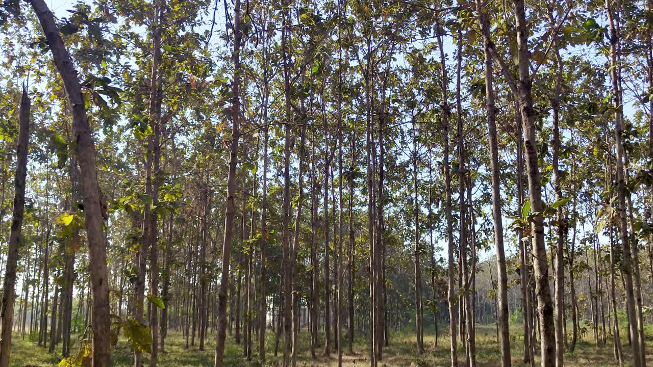 Camera tilts upward from forest floor to canopy, tall trees and sunny blue sky.