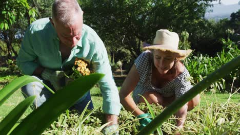 Pareja-Mayor-Caucásica-Plantando-En-Su-Jardín-Bajo-El-Sol