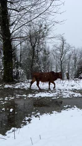 brown mokka color cow skin walking in heavy snow in winter landscape rural village countryside iran nature forest mountain animal background beautiful cattle grazing herd snowfall wilderness wildlife