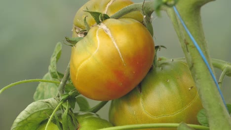 tomates en diferentes colores con diferentes especies-9