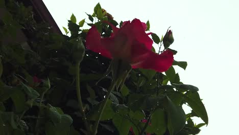 Slow-motion-rain-falling-onto-a-single-rose-on-a-rose-bush