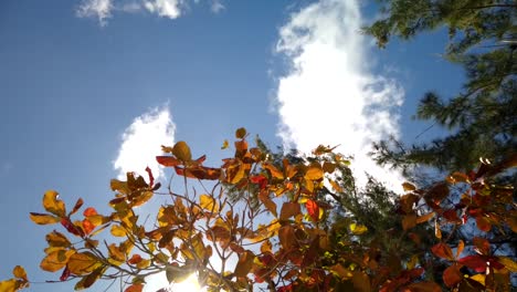 a timelapse from below to two types of trees at the foreground