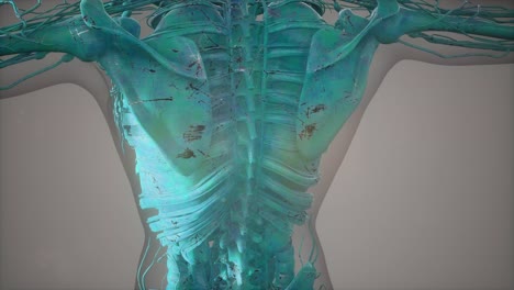 Complete-close-up-view-of-the-Skeletal-System-with-transparent-body