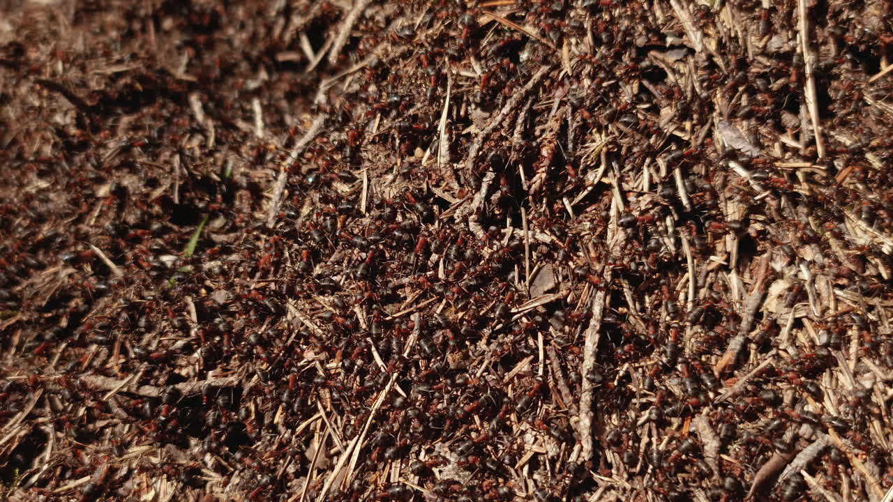 Centinaia di formiche marroni camminano alla luce del sole sul loro formicaio nella foresta.