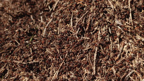 Hundreds-of-brown-ants-walking-in-sunlight-on-their-pile-house-in-forest