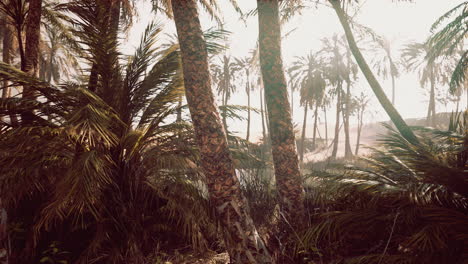 El-Sendero-Del-Oasis-De-Palmeras-Es-Una-De-Las-Muchas-Caminatas-Populares-En-El-Parque-Nacional