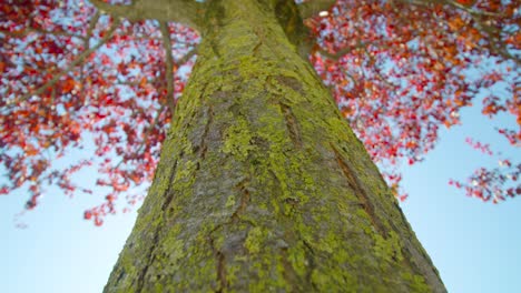 Trunk-of-a-tree-covered-by-moss-during-autumn-seen-from-below,-cinematic-shot-of-autumnal-concept