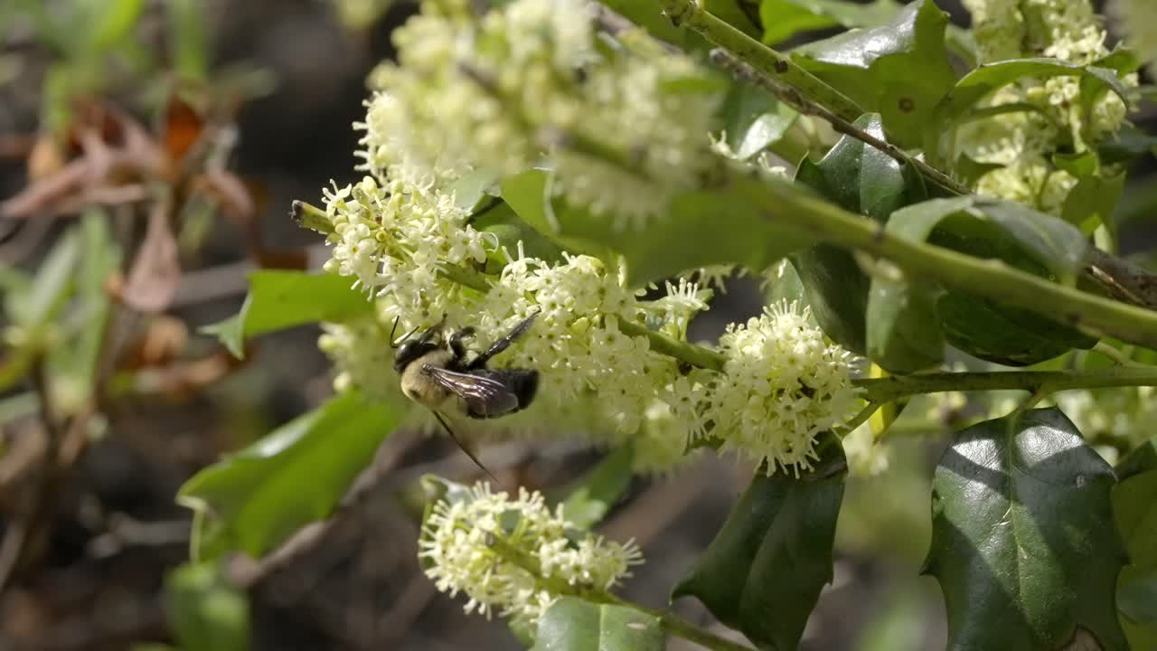 Carpenter Bee Feeding on Small White Clustered Flowers in Daylight