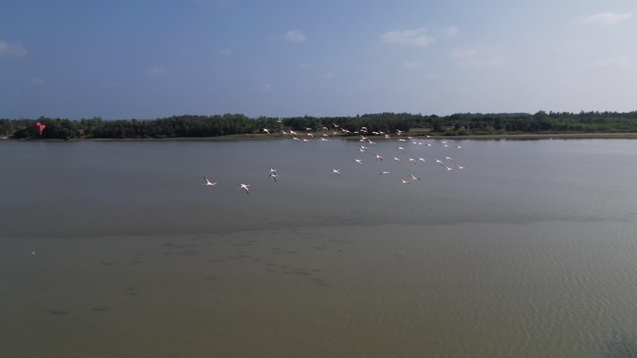 las aves que vuelan juntas en un santuario natural se muestran en el video, que también incluye imágenes aéreas de aves cazando peces en un pantano remoto.