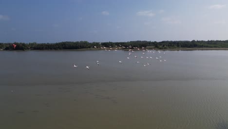 En-El-Video-Se-Muestran-Pájaros-Volando-Juntos-En-Un-Santuario-Natural,-Que-También-Incluye-Imágenes-Aéreas-De-Pájaros-Cazando-Peces-En-Un-Pantano-Remanso.