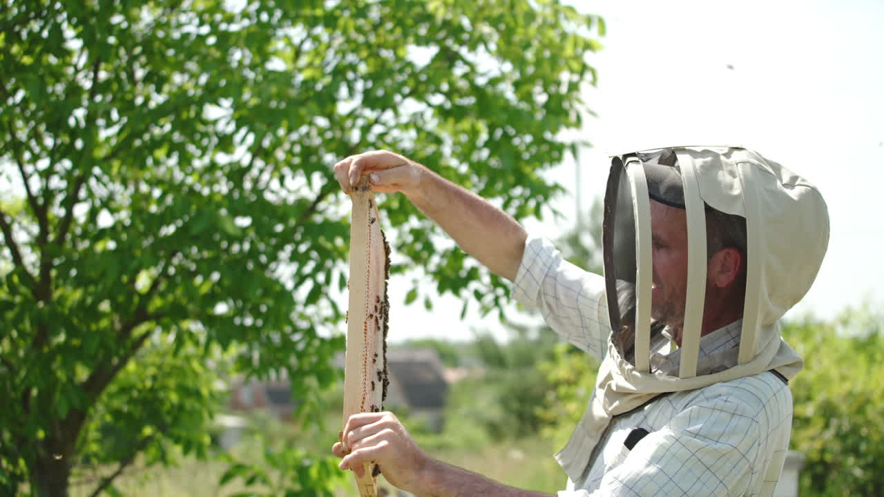 Happy apiarist rising frame full of honey to look against the sun. Frame of honeycombs sealed, ready for harvesting honey.
