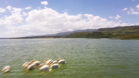 Fotografía-Aérea-De-Un-Lago-Con-Pelícanos-Blancos-Tomada-Con-Un-Dron-En-Kenia,-África