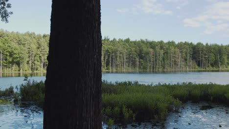 A wide panning shot of a lake with vegetation on a sunny day