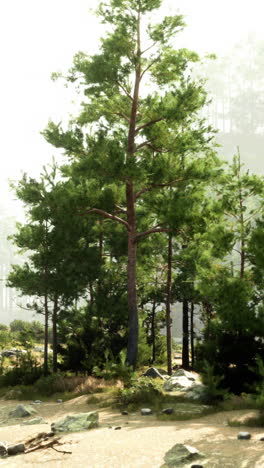 a beautiful forest scene with tall pine trees and fog