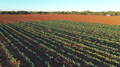 aerial drone shot establishing health green vegetables on rich orange soil faming land in the evening sunset - golden hour with blue sky