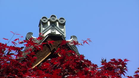 the peak of a hinoki bark roof of a japanese house with the red leaves of a japanese maple in the foreground and a clear blue sky in the background