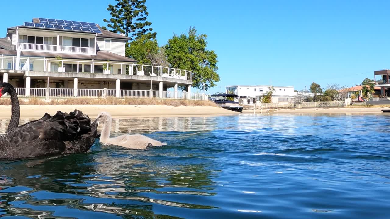호수 근처 의 집 들 근처 에서 수영 하는 백조 의 가족