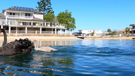 family of swans swimming near lakeside houses