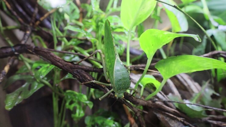 the great green flying bush-cricket